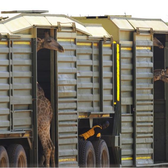 Giraffes in specialized transport vehicle with custom height-adjustable roof