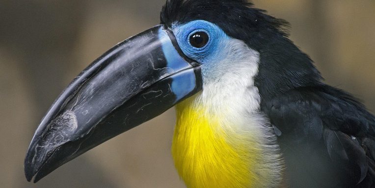 Colorful parrot in tropical rainforest