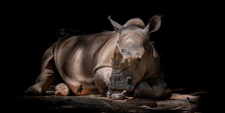 Rhinoceros in protected conservation area